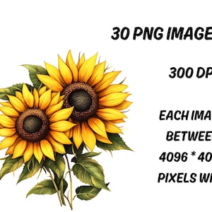 May include: A watercolour illustration of two sunflowers with yellow petals and dark brown centres, surrounded by green leaves. The image includes text: "30 PNG Images", "300 DPI", and "Each image between 4096 * 4096 pixels wide."