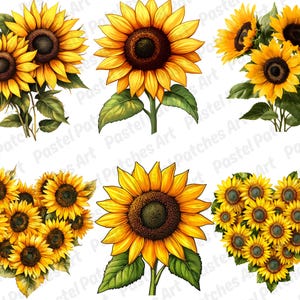 May include: Watercolour illustrations of sunflowers in various arrangements. The images feature bright yellow petals, dark brown centres, and green leaves. Some sunflowers are clustered together, while others stand alone.