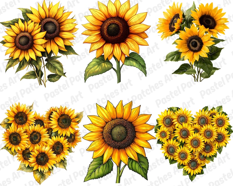 May include: Watercolour illustrations of sunflowers in various arrangements. The images feature bright yellow petals, dark brown centres, and green leaves. Some sunflowers are clustered together, while others stand alone.