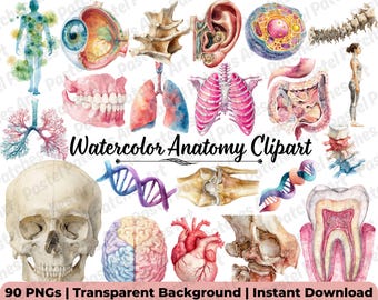 Zestaw akwarelowych clipartów anatomicznych | 90 obrazów PNG z anatomią człowieka do ilustracji medycznych, clipartów naukowych, wydruków artystycznych z anatomią | Do użytku komercyjnego