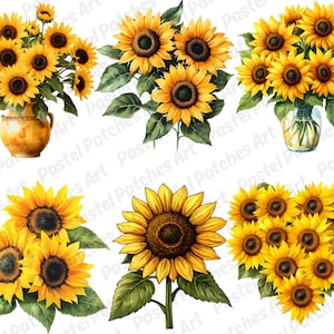 May include: Watercolour illustrations of sunflowers in various arrangements. The images show bouquets in vases and individual flowers with green leaves. The sunflowers have bright yellow petals and dark brown centres, ideal for art projects.