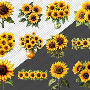 May include: A selection of watercolour illustrations of sunflowers in various arrangements. The images include single sunflowers, bouquets in vases, and decorative borders, all featuring bright yellow petals and green leaves.