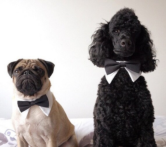 dog tuxedo collar dog tuxedo collar