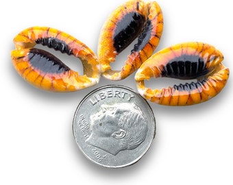 3 Sunflower Cowrie Shell Beads, Hand Painted Cowrie Shells, 10mm x 20mm approximately, Tropical Jewelry, Beach Necklace