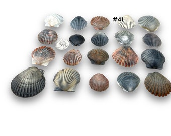 20 plus Colorful Scallop Shells from the Texas Gulf Coast, Set #41 craft ready, wedding decor, washed and dried in the sun