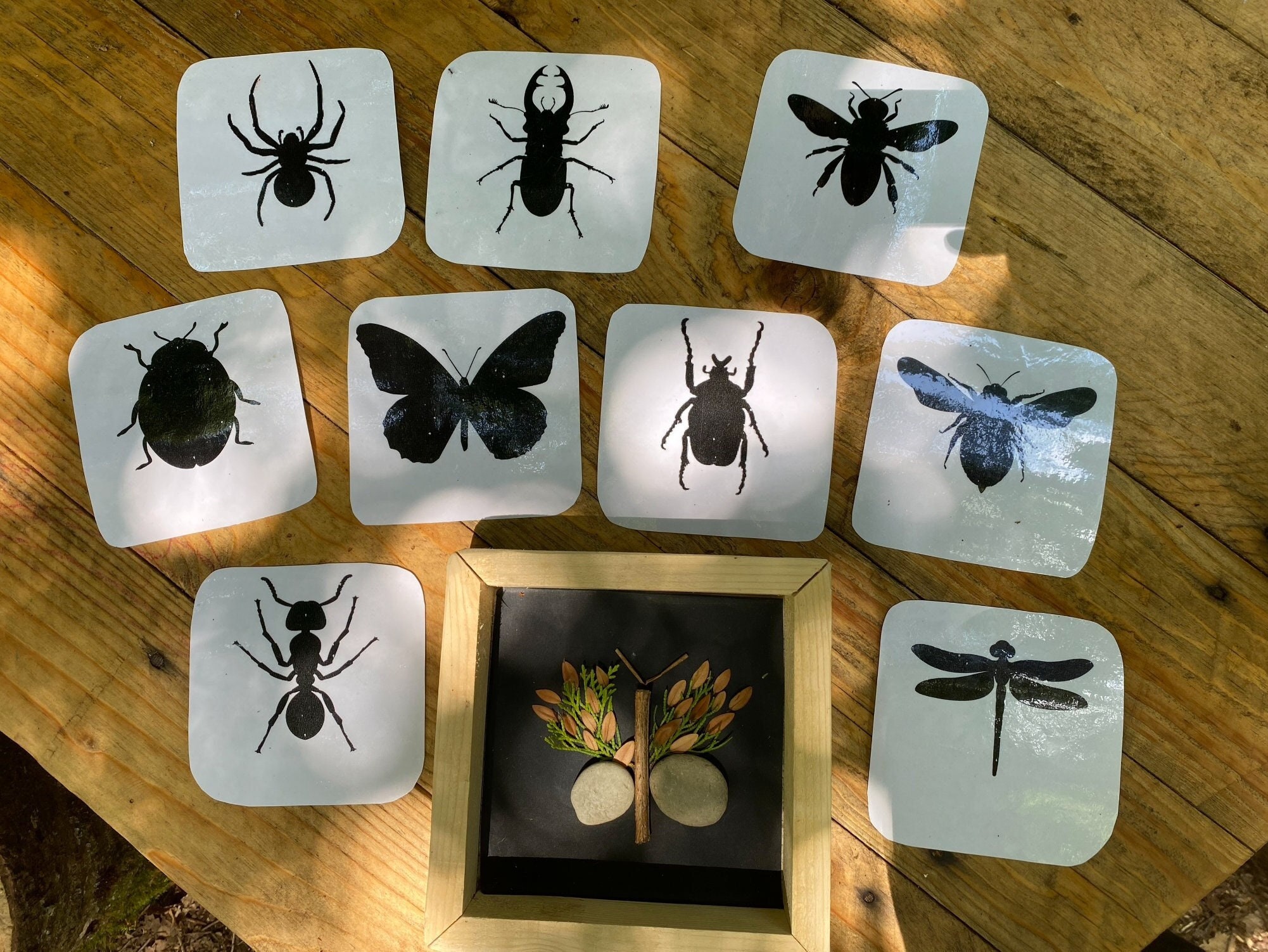 3D Insects, Insect Shadow Flashcards, Insect Outline, Play and Learn ...