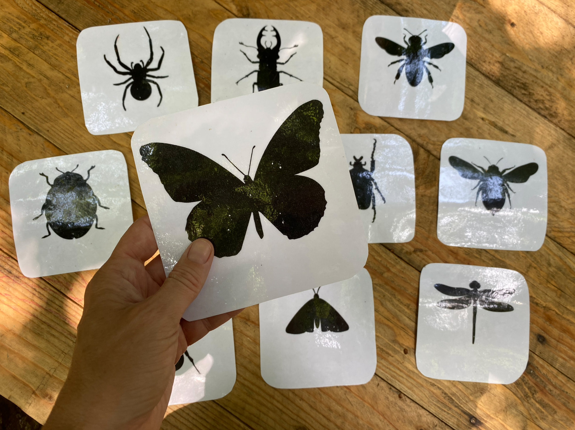 3D Insects, Insect Shadow Flashcards, Insect Outline, Play and Learn ...