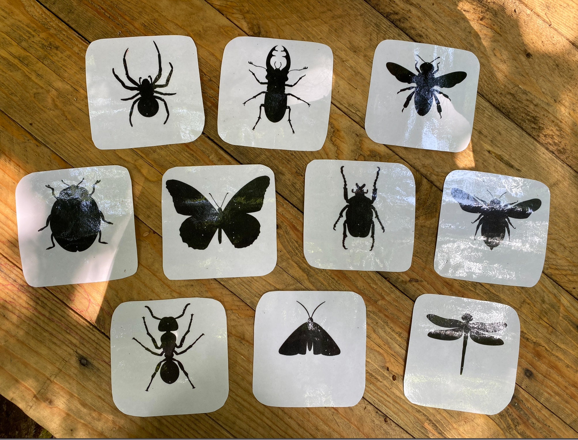 3D Insects, Insect Shadow Flashcards, Insect Outline, Play and Learn ...