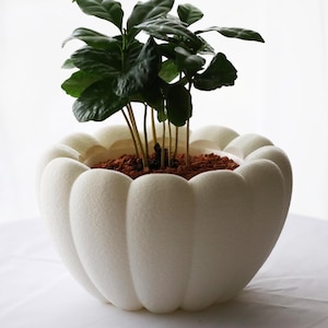 May include: A white, textured, scalloped-edge planter pot holding a small green plant. The plant has dark green leaves and thin stems. The pot is filled with brown soil.