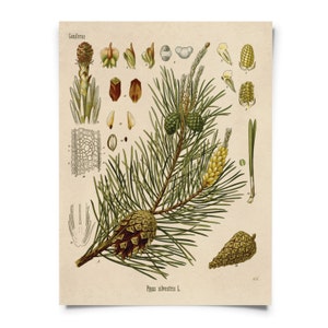 Vintage Scots Pine Baum Druck. Pflanzliches Lehrtafel Diagramm von Kohler's Botanical. Heilpflanzenführer - B009P