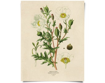 Vintage Botanical Mexican Poppy Flower Print w/ optional frame / High Quality Giclee Print