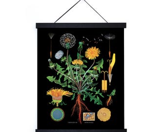 Vintage Botanical Black Dandelion Print w/ optional frame / High Quality Giclee Print / Jung Koch Quentell
