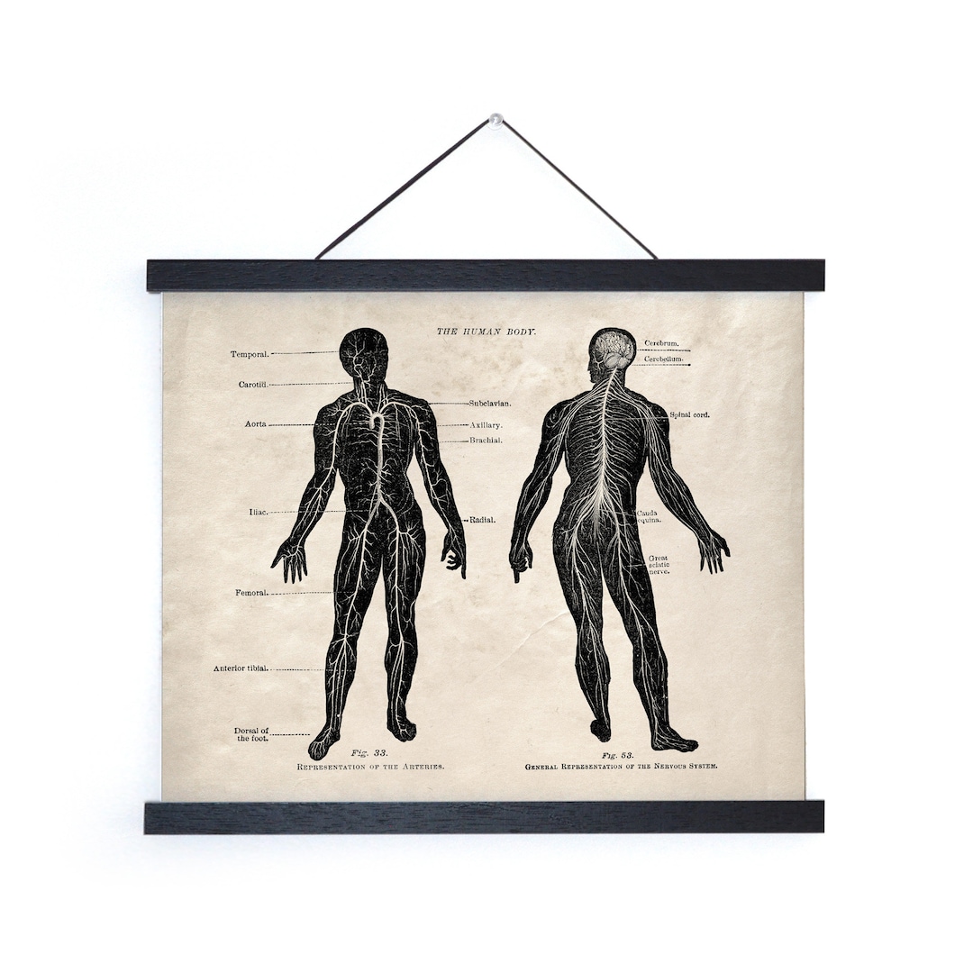 Vintage Anatomy Arteries Nervous System Print W/ Frame Option / High ...