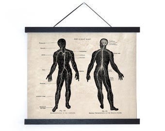 Vintage Anatomy Arteries Nervous System Print w/ frame option / High Quality Giclee Print