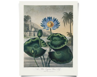 Vintage Botanical Blue Egyptian Water-Lily Print w/ optional frame / High Quality Giclee Print