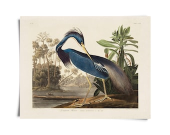 Vintage Louisiana Heron Audubon Print w/ optional frame / High Quality Giclee Print
