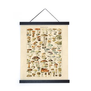 Diagrama de cogumelo francês botânico vintage com moldura opcional / impressão giclée de alta qualidade