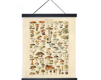 Vintage Botanical French Mushroom Diagram Print w/ optional frame / High Quality Giclee Print