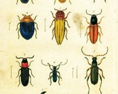 11x17 Vintage Science Plate Poster. Insects. Beetles - 005