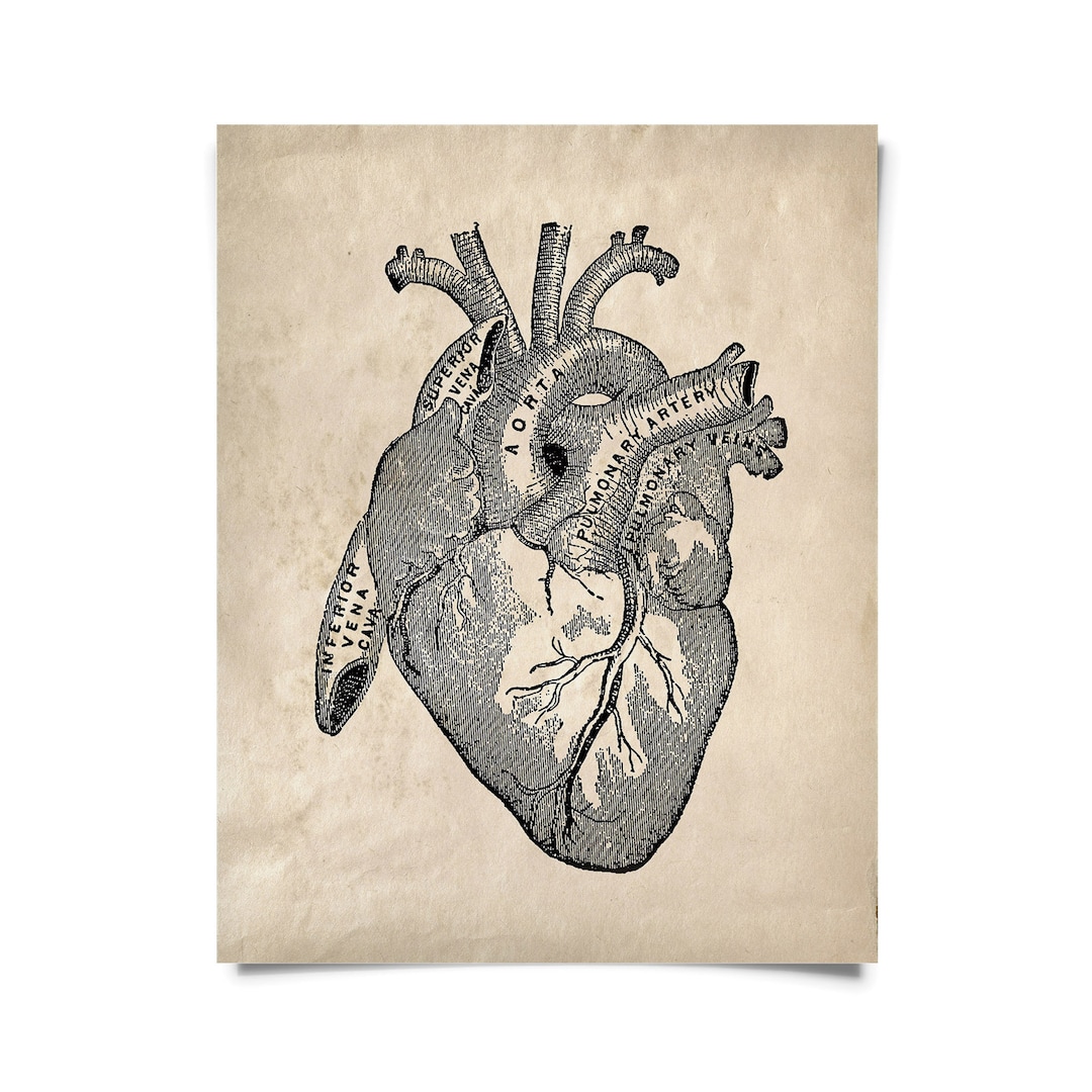 Vintage Anatomy Heart Diagram Print W/ Optional Frame / High Quality ...