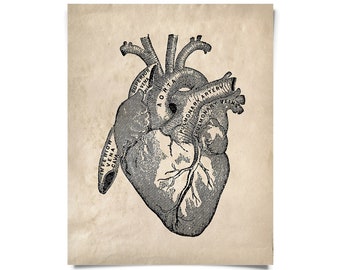 Impresión de diagrama de corazón de anatomía vintage con marco opcional / Impresión Giclee de alta calidad