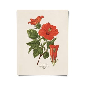 Vintage Botanical Hibiscus Flower Print W/ Optional Frame