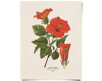 Vintage Botanical Hibiscus Flower Print w/ optional frame / High Quality Giclee Print