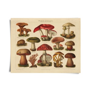 Vintage Botanical Mushroom German Pilze 2 Print / High Quality Giclee Print