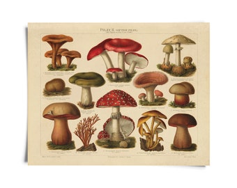 Vintage Botanical Mushroom German Pilze 2 Print / High Quality Giclee Print