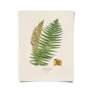 Vintage Botanical Fern Print w/ optional frame / High Quality Giclee Print