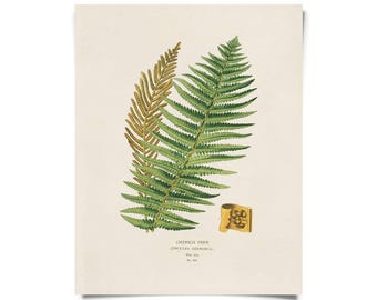 Vintage Botanical Fern Print w/ optional frame / High Quality Giclee Print