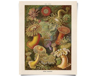 Vintage Haeckel Sea Anemone Print w/ optional frame / High Quality Giclee Print