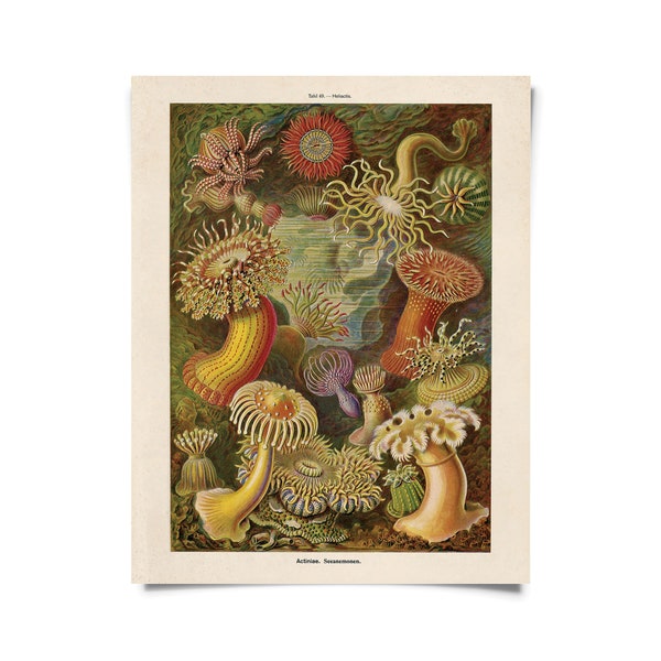 Vintage Haeckel Sea Anemone Print w/ optional frame / High Quality Giclee Print