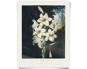 Vintage Botanical White Lily Flower Print  w/ optional hanging frame  / High Quality Giclee Print