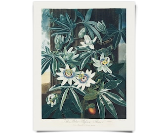 Vintage Botanical Blue Passion Flower Print w/ frame option / High Quality Giclee Print