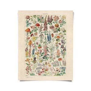 Vintage Botanical Fleurs Garden Flower Print w/ frame option / High Quality Giclee Print