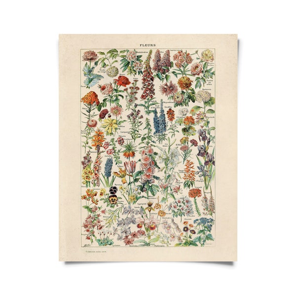 Vintage Botanical Fleurs Garden Flower Print w/ frame option / High Quality Giclee Print