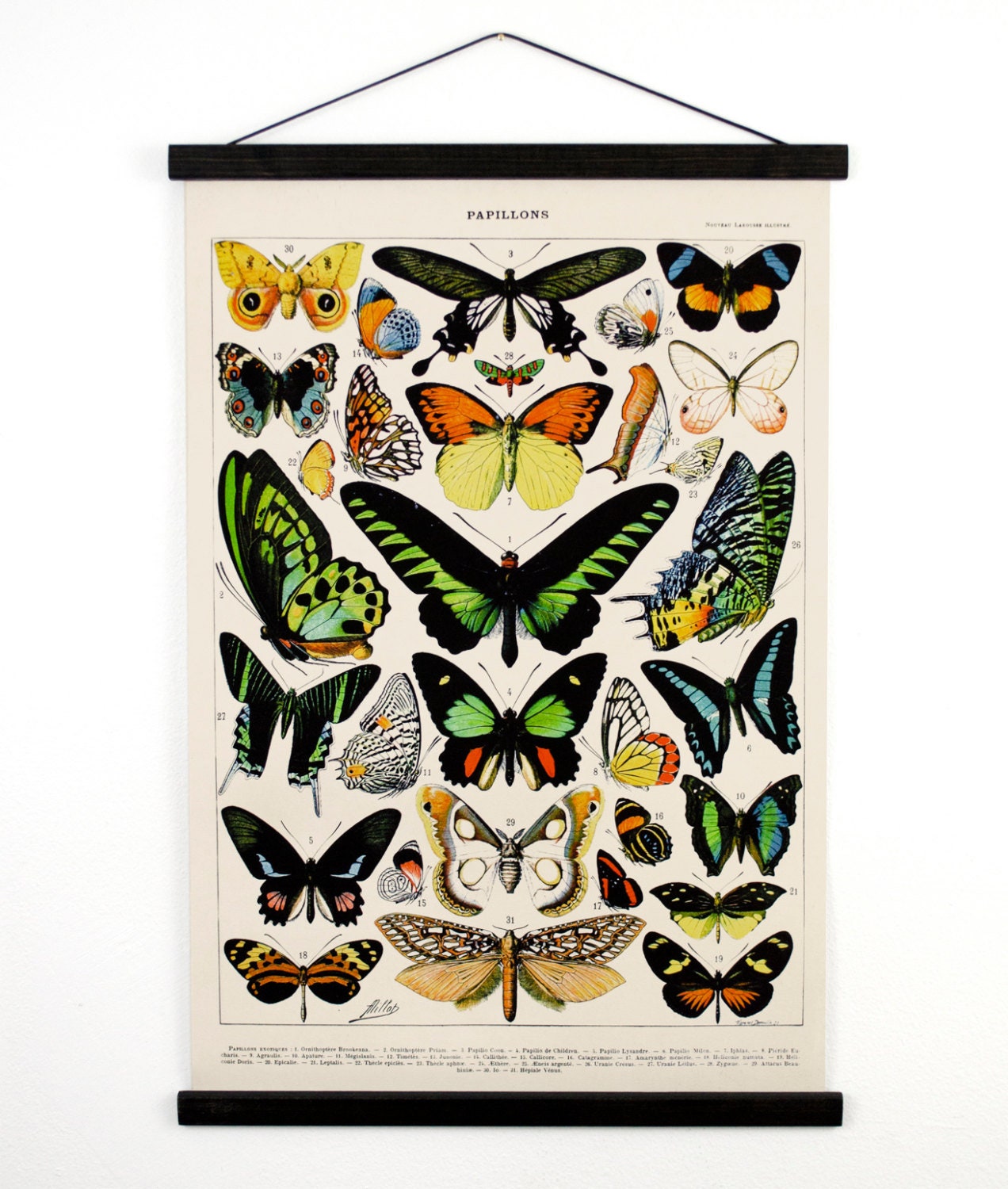 Butterfly Pull Down Chart Vintage Reproduction. French ...
Vintage Butterfly Chart