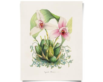 Vintage Botanical Orchid Lycaste Print w/ optional frame / High Quality Giclee Print