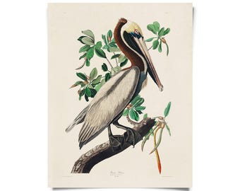 Vintage Brown Pelican Audubon Print w/ optional frame / High Quality Giclee Print