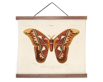 Vintage d'Orbigny Atlas Moth Insect Print w/ optional frame / High Quality Giclee Print