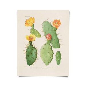 May include: A vintage botanical illustration of a prickly pear cactus with yellow and orange flowers. The illustration is labeled with the scientific name of the plant and the flowering points of the cactus.