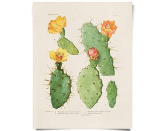 Vintage Botanical Cactus Blossom 26 Print w/ optional frame / High Quality Giclee Print