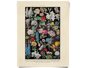 Vintage Botanical Fleurs Garden Flower 2 Print w/ optional frame / High Quality Giclee Print