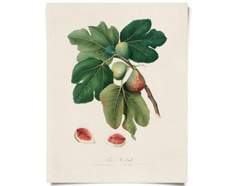 Vintage Botanical Italian Fig Print w/ frame option / High Quality Giclee Print