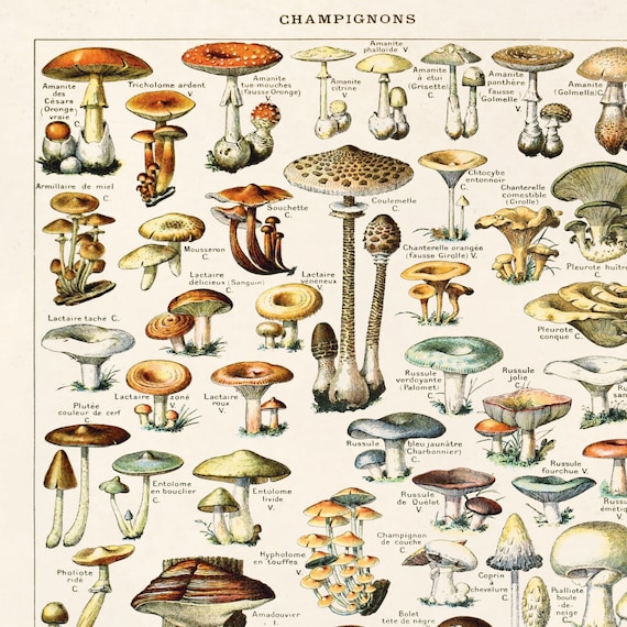 Mushroom Chart