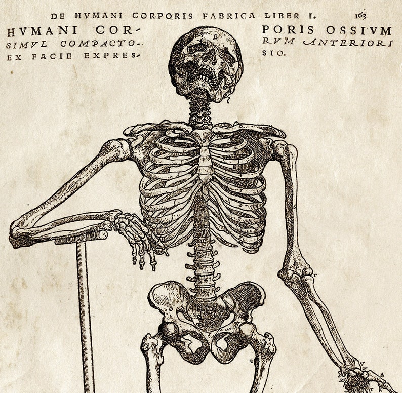 Vintage Anatomy Skeleton Standing Print W/ Optional Frame | Etsy