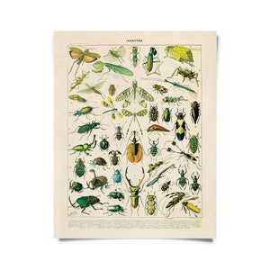 Vintage Nature French Insects 1 Print w/ optional frame / High Quality Giclee Print