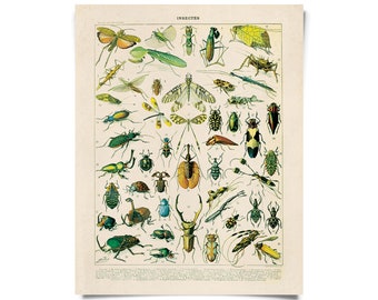 Vintage Nature French Insects 1 Print w/ optional frame / High Quality Giclee Print