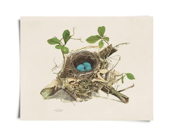 Vintage Wood Thrush Bird Nest Print w/ optional frame / High Quality Giclee Print